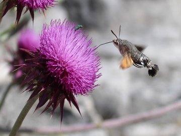 Die Gesamtzahl der Insekten geht weltweit zurück. Hier ein Tauben- schwänzchen, auch Kolibrischwärmer genannt. Foto: PHKA