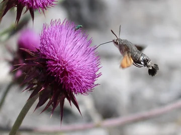 Die Gesamtzahl der Insekten geht weltweit zurück. Hier ein Tauben- schwänzchen, auch Kolibrischwärmer genannt. Foto: PHKA