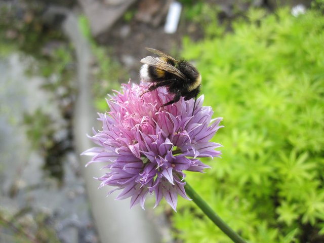 Natur entdecken: Beim Tag der offenen Tür im Ökologischen Lerngarten der PHKA am Adenauerring. Foto: Dorothee Benkowitz      