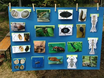 Tiere im Teich entdecken: Beim Tag der offenen Tür im Ökologischen Lerngarten der PHKA am Adenauerring. Foto: Dorothee Benkowitz