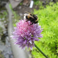 Natur entdecken: Beim Tag der offenen Tür im Ökologischen Lerngarten der PHKA am Adenauerring. Foto: Dorothee Benkowitz      