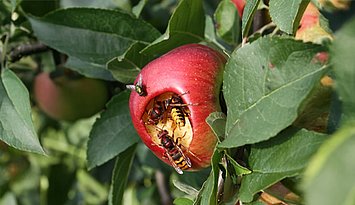 Hornissen an Apfel
